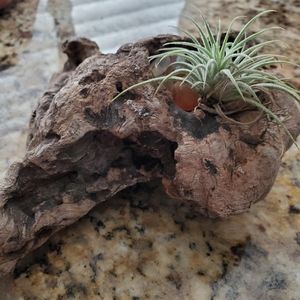 Pacific Northwest Burl Diftwood Decor